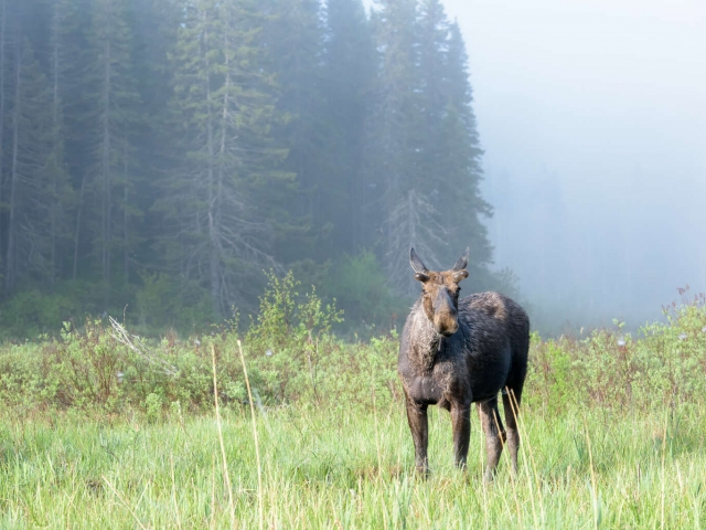 Moose - Misty Forest
