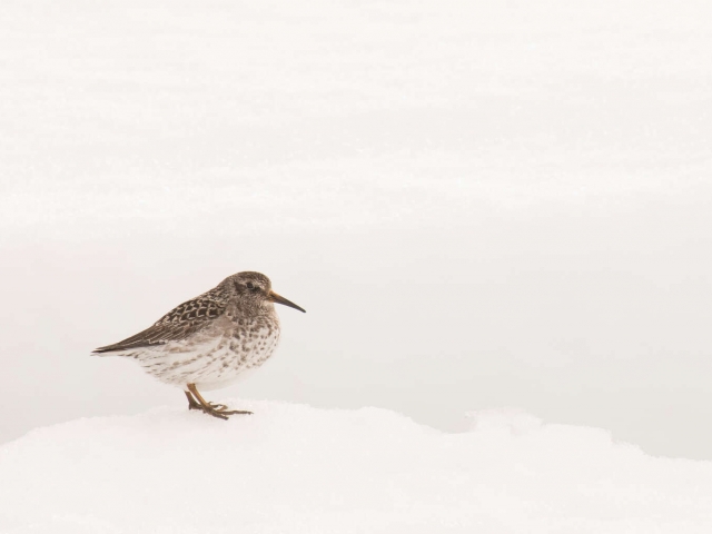 Baird's Sandpiper - Perched on the Snow