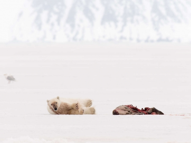 Polar Bear - With Seal Kill