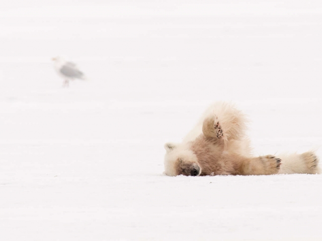 Polar Bear - Lazy Roll