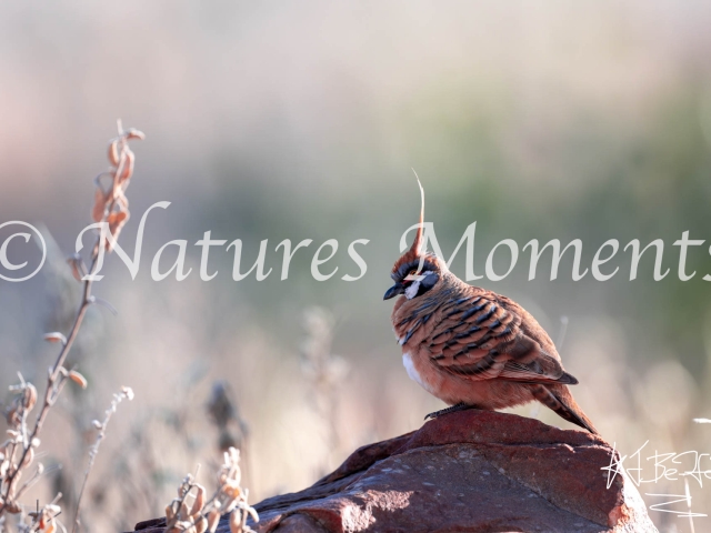 Spinifex Pigeon in Morning Light