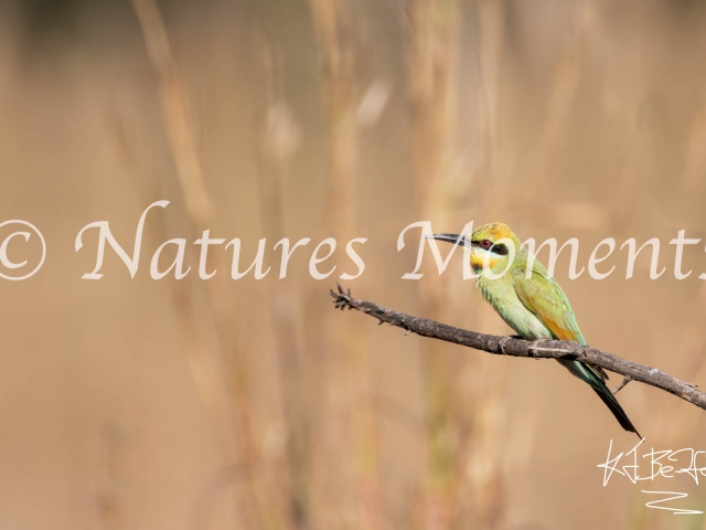 Rainbow Bee-eater in Grassland