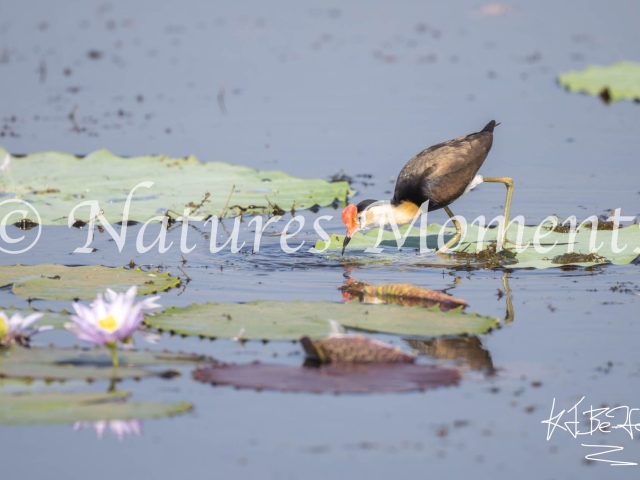 Comb-crested Jacana - Looking for Grubs