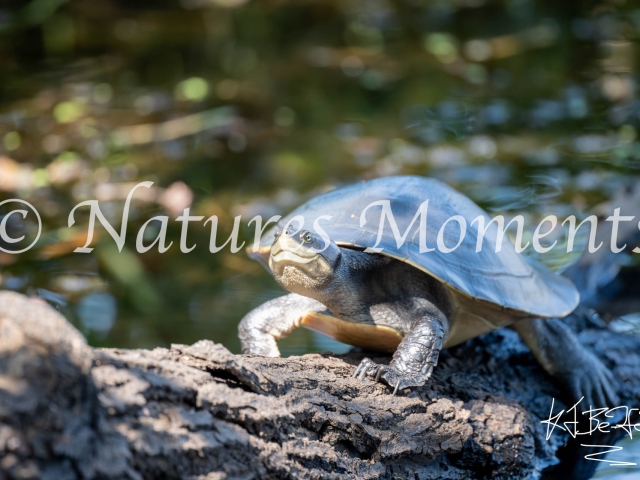 Northern Yellow-faced Turtle