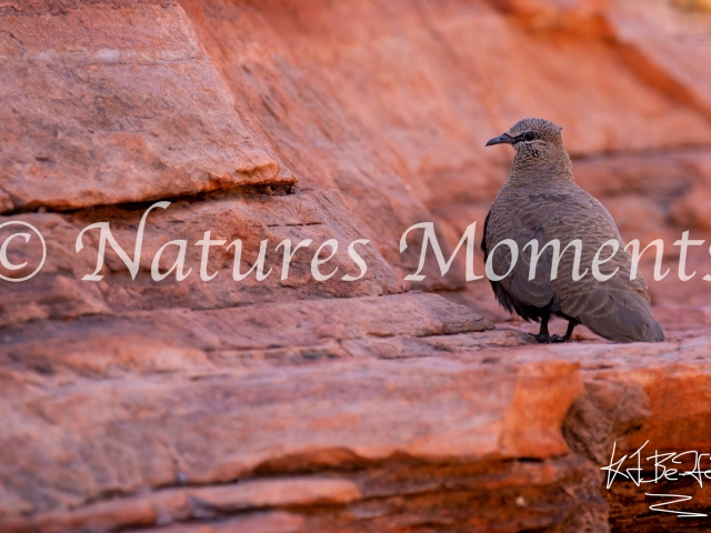 White-quilled Rock-Pigeon