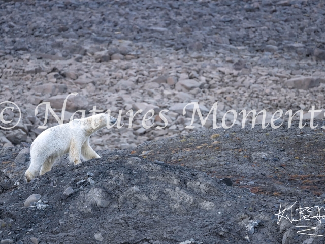 Polar Bear Ascent, Kapp Payer, Svalbard