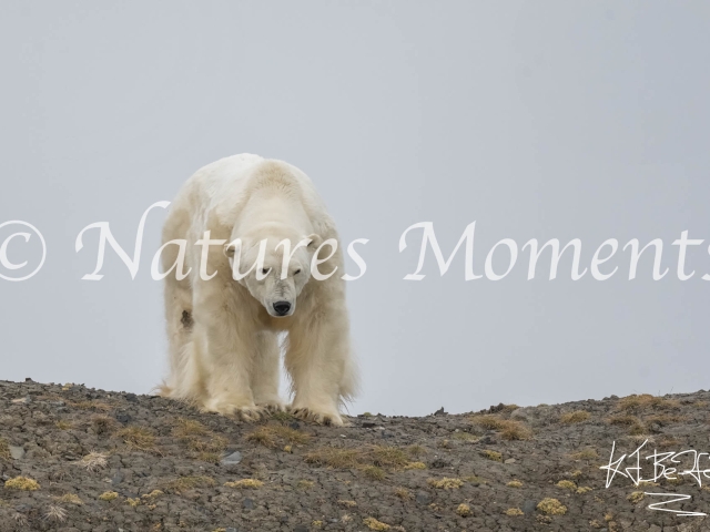 One Big Bear, Kapp Payer, Svalbard