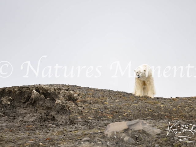 Polar Bear Surveying the Scene, Kapp Payer, Svalbard