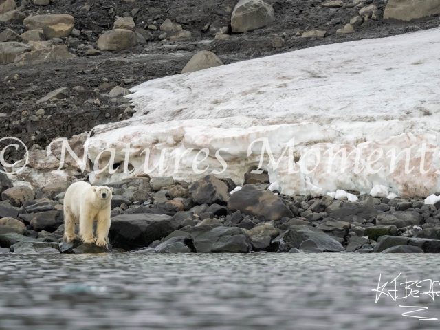 Polar Bear Lookout, Kapp Payer, Svalbard