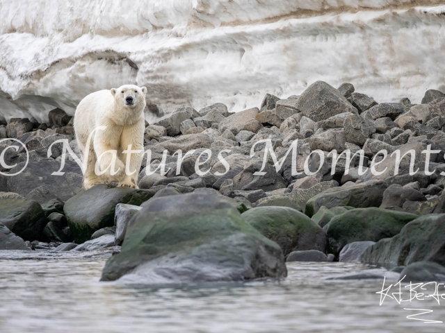 Curious Bear, Kapp Payer, Svalbard