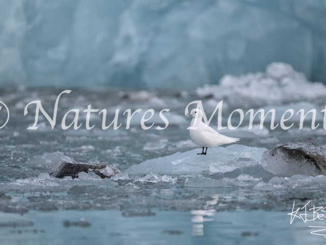 Ivory Gull on Ice, Svalbard