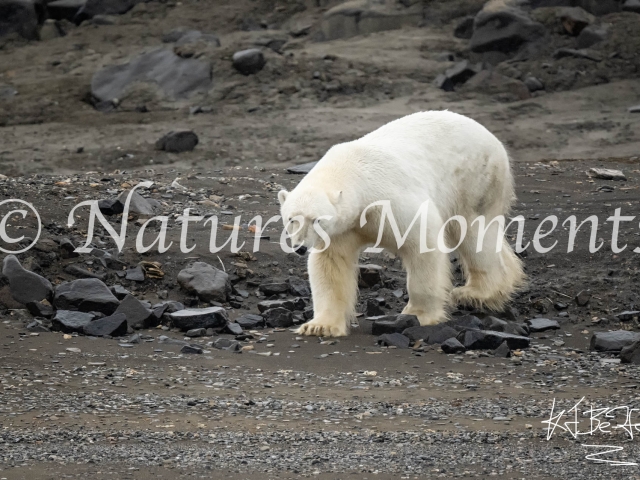 Polar Bear Walk, Kapp Payer, Svalbard
