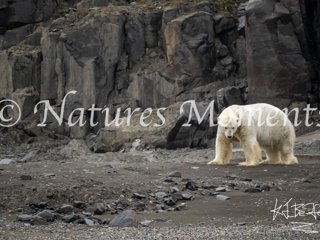 Standing Polar Bear, Kapp Payer, Svalbard