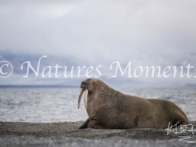 Basking Walrus, Wahlbergoya, Svalbard