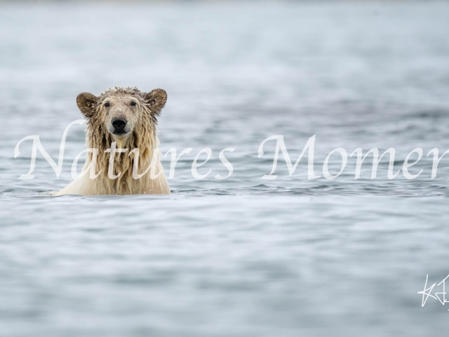 Polar Bear Swim, Lagoya, Svalbard