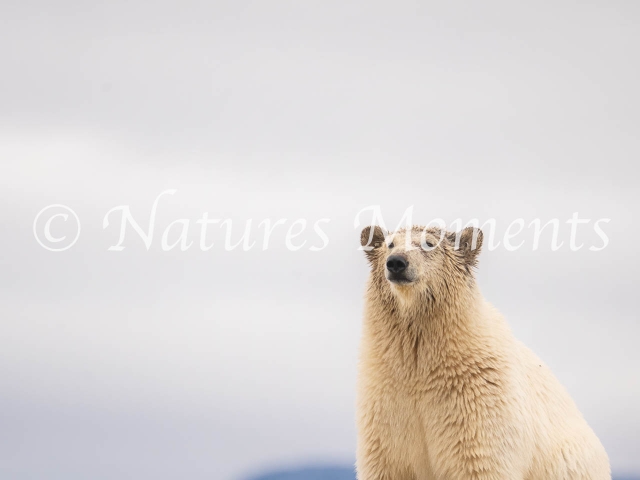 Sitting Polar Bear, Lagoya, Svalbard