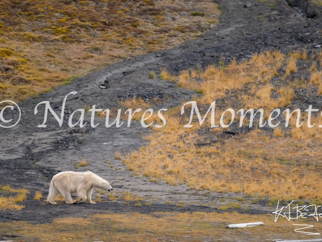 Mother Bear on the Prowl, Nordfjorden, Svalbard
