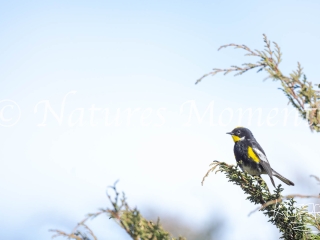 Yellow-rumped Warbler, Todos Santos