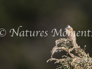 Rufous-collared Sparrow, Todos Santos