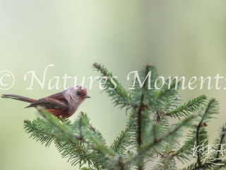 Pink-headed Warbler, Puerta del Cielo