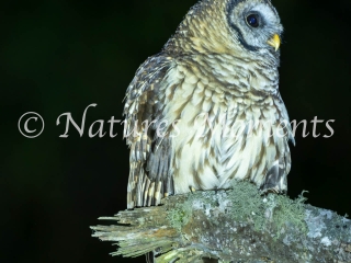 Fulvous Owl, Fuentes Georginas