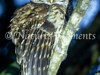 Fulvous Owl, Fuentes Georginas
