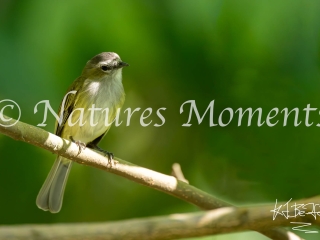 Tyrannulet, Santa Maria Restaurant