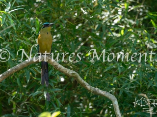 Lesson&#039;s Motmot, Los Terrales Reserve