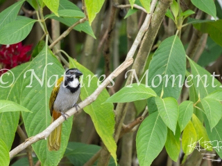 Black-headed Saltator, Los Terrales Reserve