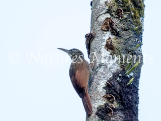 Ivory-billed Woodcreeper,  Los Terrales Reserve