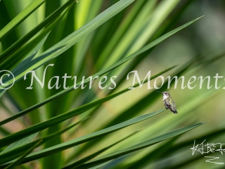 Azure-crowned Hummingbird, Los Terrales Reserve