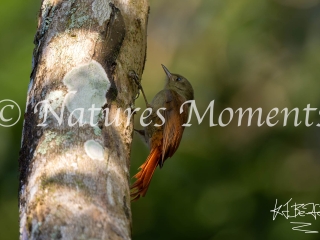 Olivaceous Woodcreeper, Laguna del Tigre National Park
