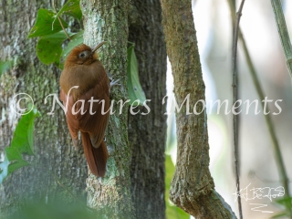 Ruddy Woodcreeper, Laguna del Tigre National Park