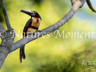 Collared Aracari, Laguna del Tigre National Park