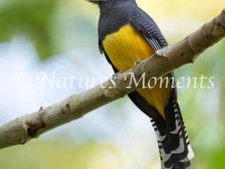 Black-headed Trogon, Guatemala