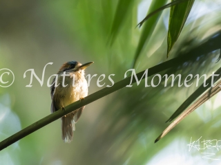 White-whiskered Puffbird, Laguna del Tigre National Park