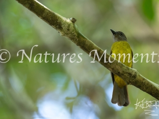 Black-throated Shrike-Tanager, Laguna del Tigre National Park
