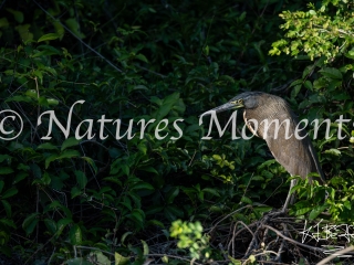 Bare-throated Tiger Heron, Laguna del Tigre National Park