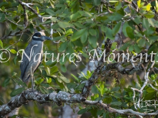 Yellow-crowned Night Heron, Laguna del Tigre National Park
