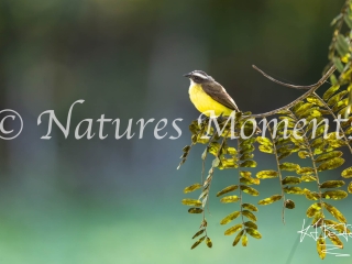 Social Flycatcher (Horizontal), Tikal National Park