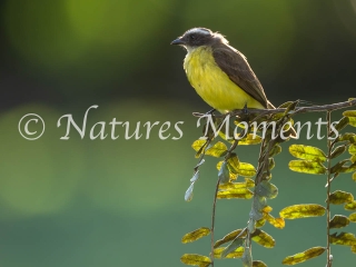Social Flycatcher (Vertical), Tikal National Park