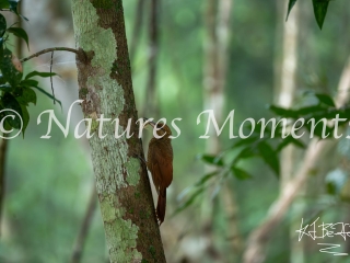 Northern-barred Woodcreeper, Tikal National Park