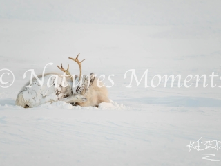 Reindeer - Snugglng Up