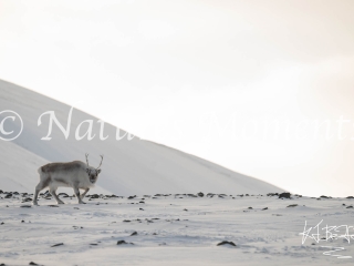 Reindeer - Glance from the Ridge