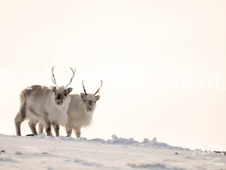 Reindeer - Duo
