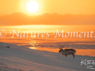 Reindeer - Sunset at Longyearbyen