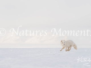 Arctic Fox - Galloping Past