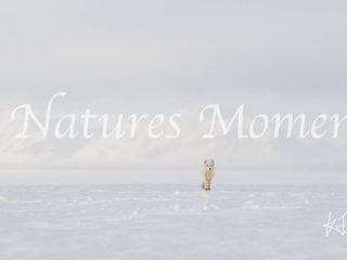 Arctic Fox - Calm Walk