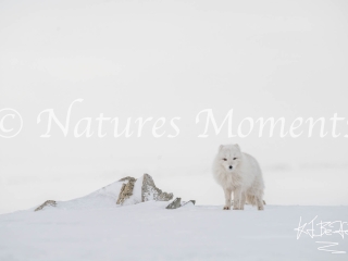 Arctic Fox - Standing by the Whale Bones