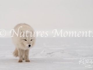 Arctic Fox - Apprehensive